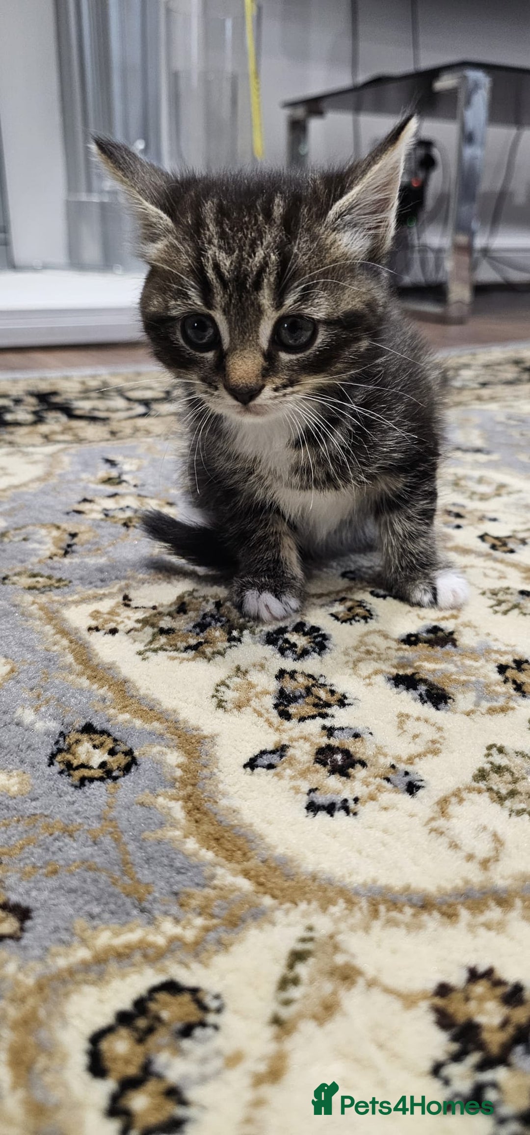 British Shorthair cats for sale: x6 Gorgeous Kittens looking for forever homes - Image 13