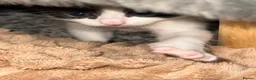 Mixed Breed cats for sale: Two cute fluffy kittens  - Advert 7