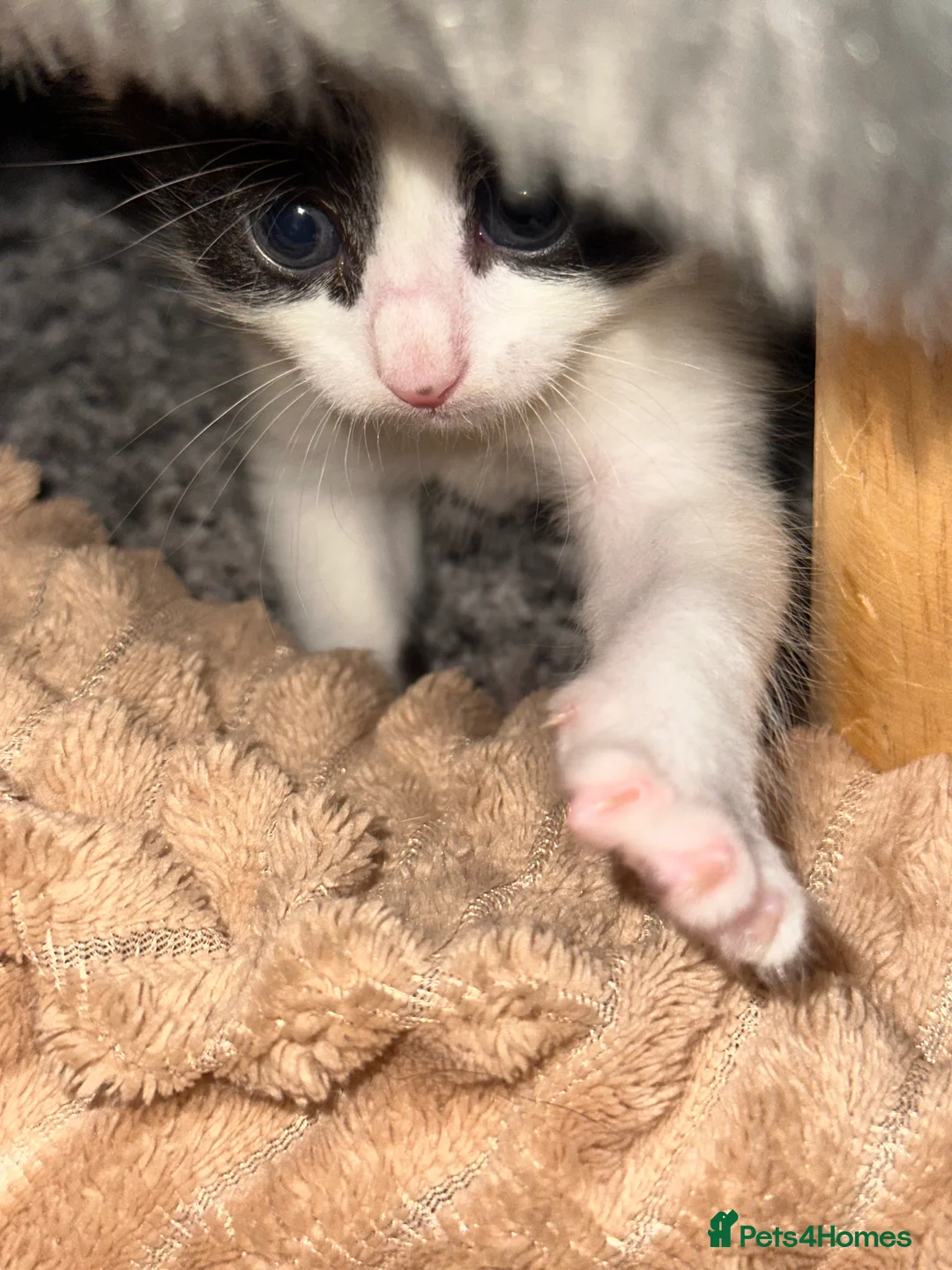 Mixed Breed cats for sale: Two cute fluffy kittens  - Advert 7