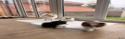 Pomeranian dogs for sale: Chocolate and white chi pom - Advert 3