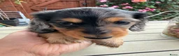 Miniature Dachshund dogs for sale:  Adorable Miniature Dachshund Puppies - Advert 27