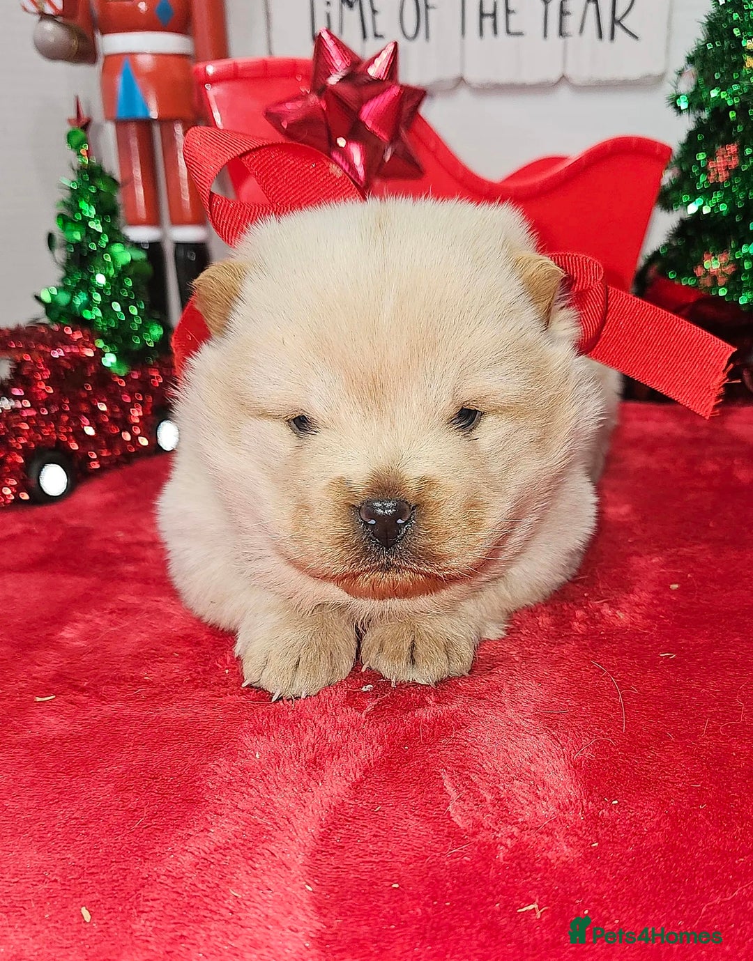 Chow Chow dogs for sale:  **  Litter of  Chow Chow Puppies - Advert 13