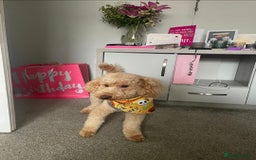 Shihpoo dogs for sale: ADORABLE F1B SHIHPOO PUPPIES! - Image 19