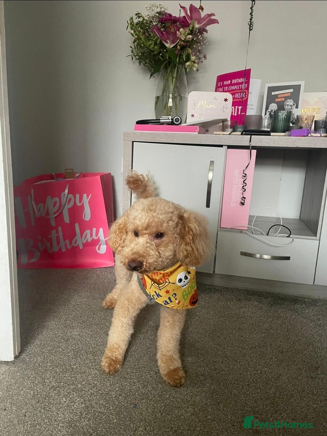 Shihpoo dogs for sale: ADORABLE F1B SHIHPOO PUPPIES! - Image 19