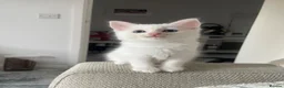 Turkish Angora cats for sale: White Kittens  in Chesham - Advert 2