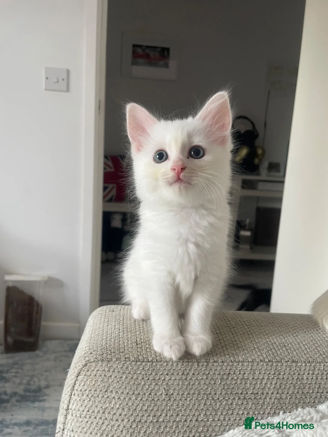 Turkish Angora cats for sale: White Kittens  in Chesham - Advert 2