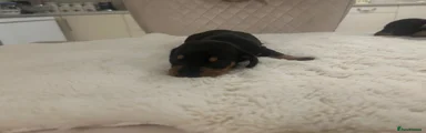 Dachshund 7