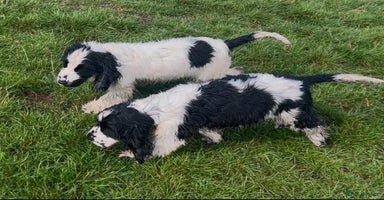 Cocker Spaniel dogs in Birmingham - Advert 4