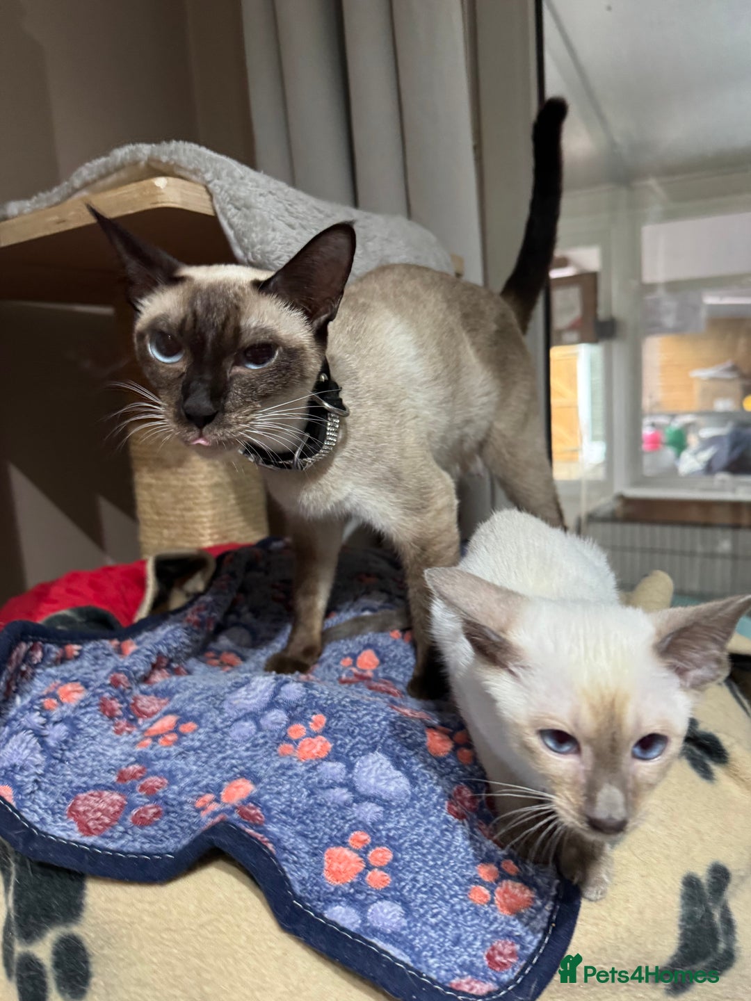 Siamese cats for sale: 3 affectionate Siamese kittens available  - Image 3