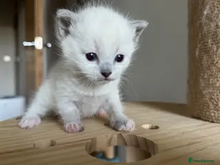 Ragdoll cats Beautiful Tonkinese x Ragdoll Kitten (Female) - Advert 5