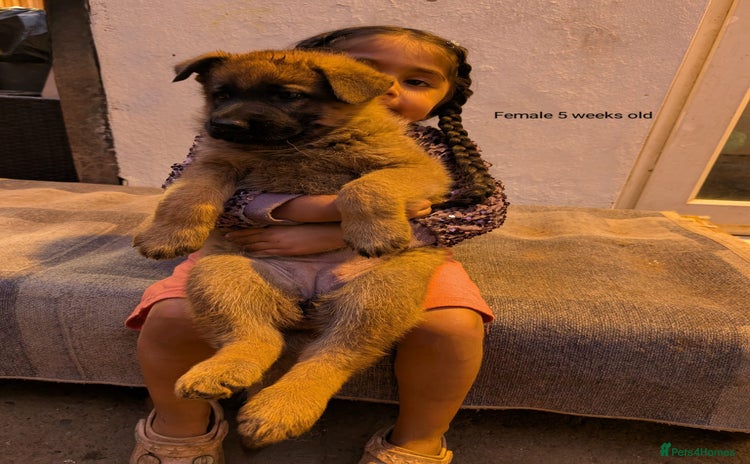 German Shepherd dogs - Advert 2