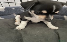 Chihuahua dogs for sale: Chihuahua Puppy 3 - 2 boy, 1 girl  chihuahua  - Image 9