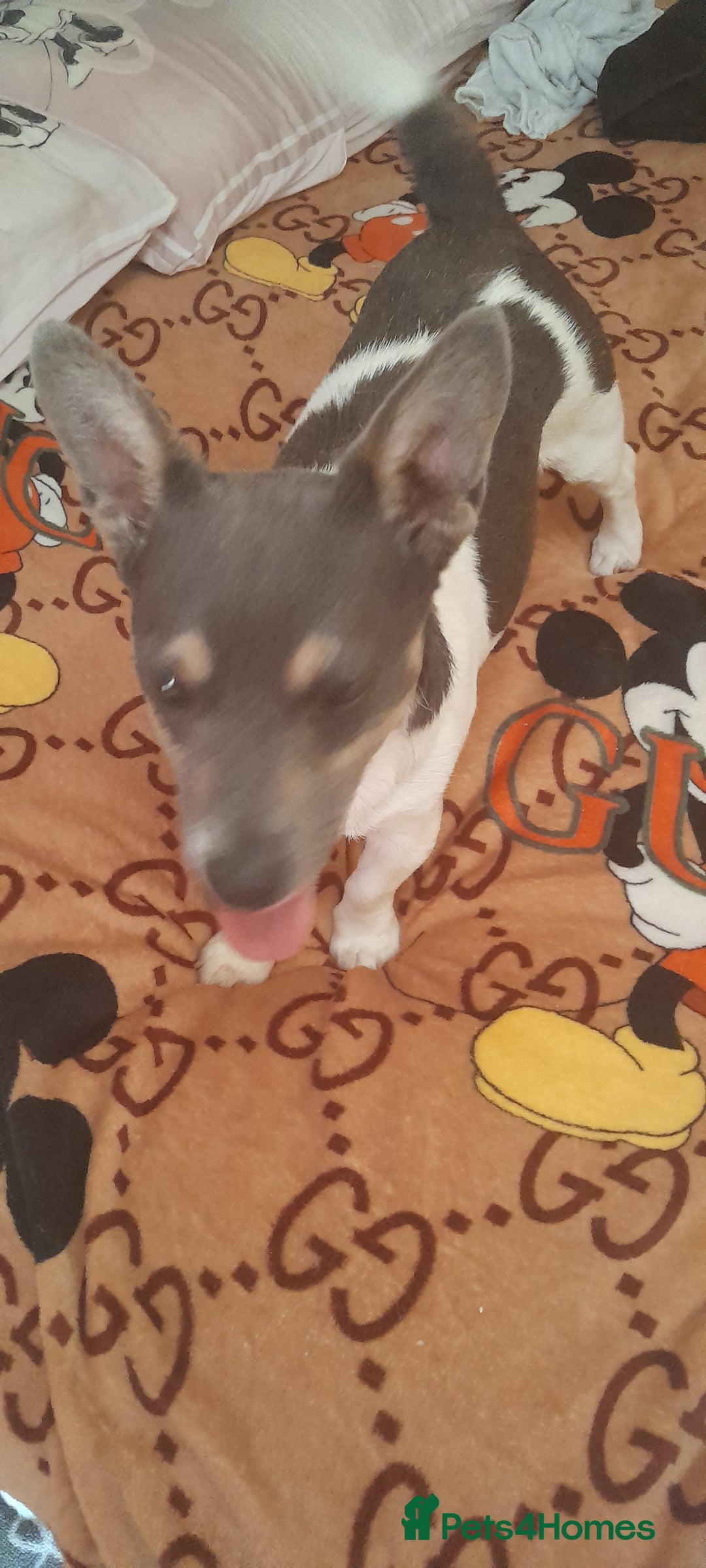 Jack Russell dogs for sale: Jack Russel puppy's for sale  - Image 5