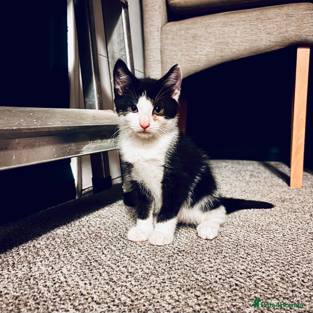 British Shorthair cats for sale: 3 adorable 11 weeks old kittens  - Advert 6