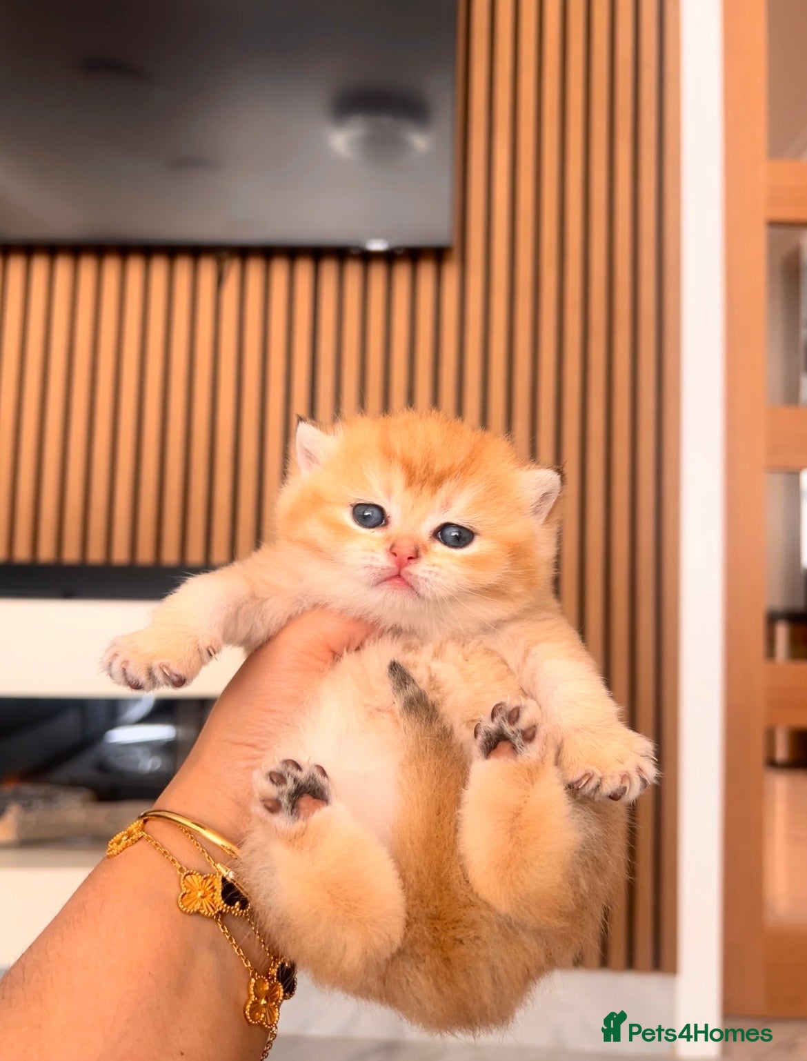 British Shorthair cats Champion🏆 🌈 GCCF golden/cinnamon BSH 🧸🍯 - Advert 2