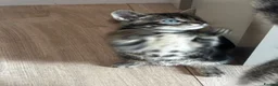 Mixed Breed cats for sale: 2 x beautiful male kittens - Advert 4