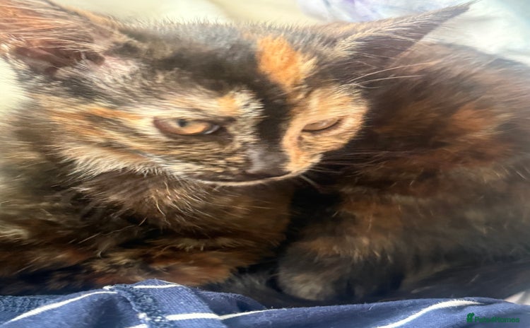 Mixed Breed cats - Advert 2
