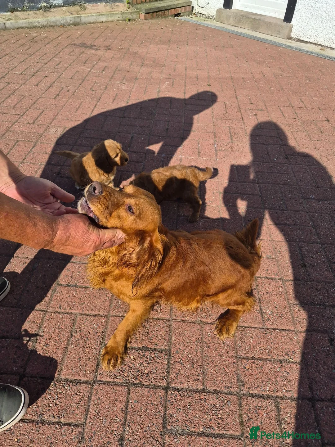 Cocker Spaniel dogs for sale: Cocker Spaniel pups - Advert 2