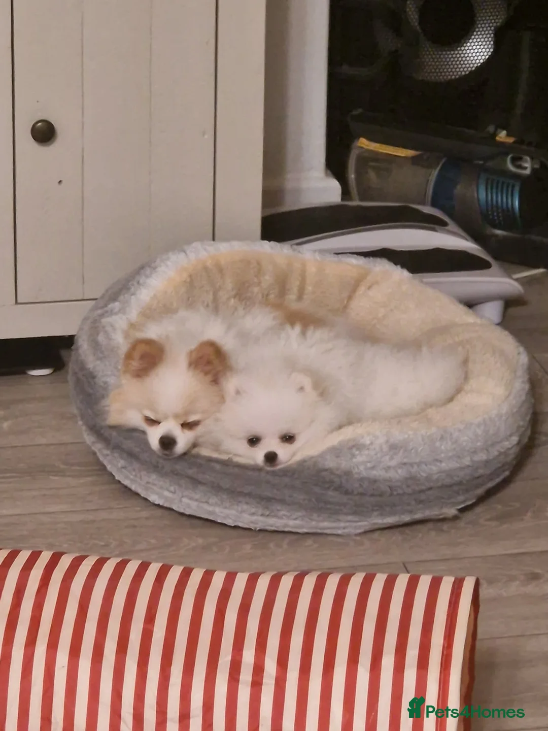 Pomeranian dogs for sale: 2 white poms 17 weeks old 1 boy 1 girl - Advert 2