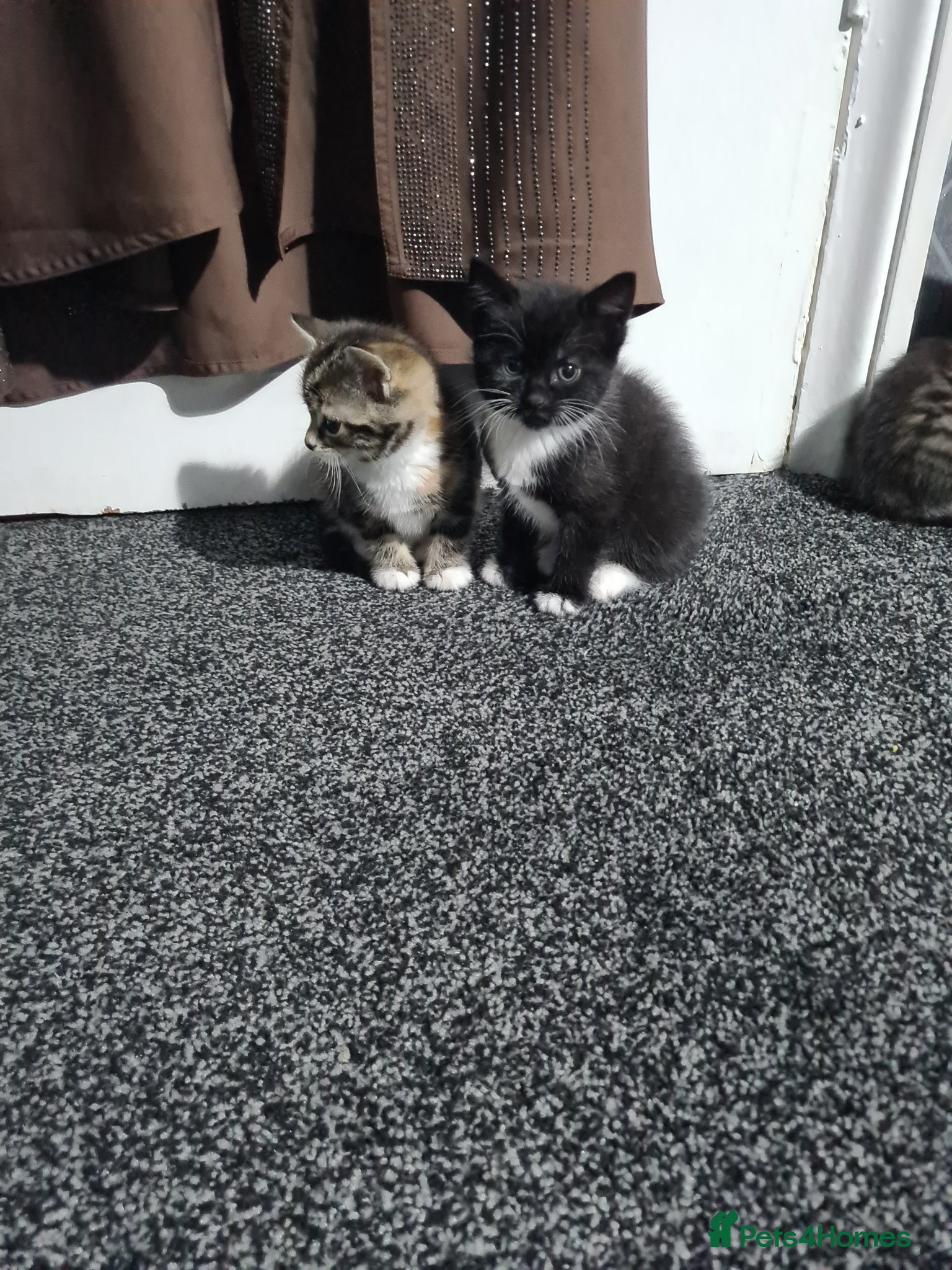 Mixed Breed cats Kittens - Advert 1