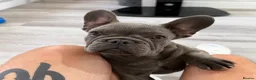 French Bulldog dogs for sale: French Bulldog puppies one girl and one boy - Advert 7