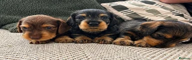 Dachshund 2
