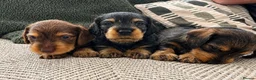 Dachshund dogs for sale: Standard Wire Haired Dachshund Puppies - Advert 9