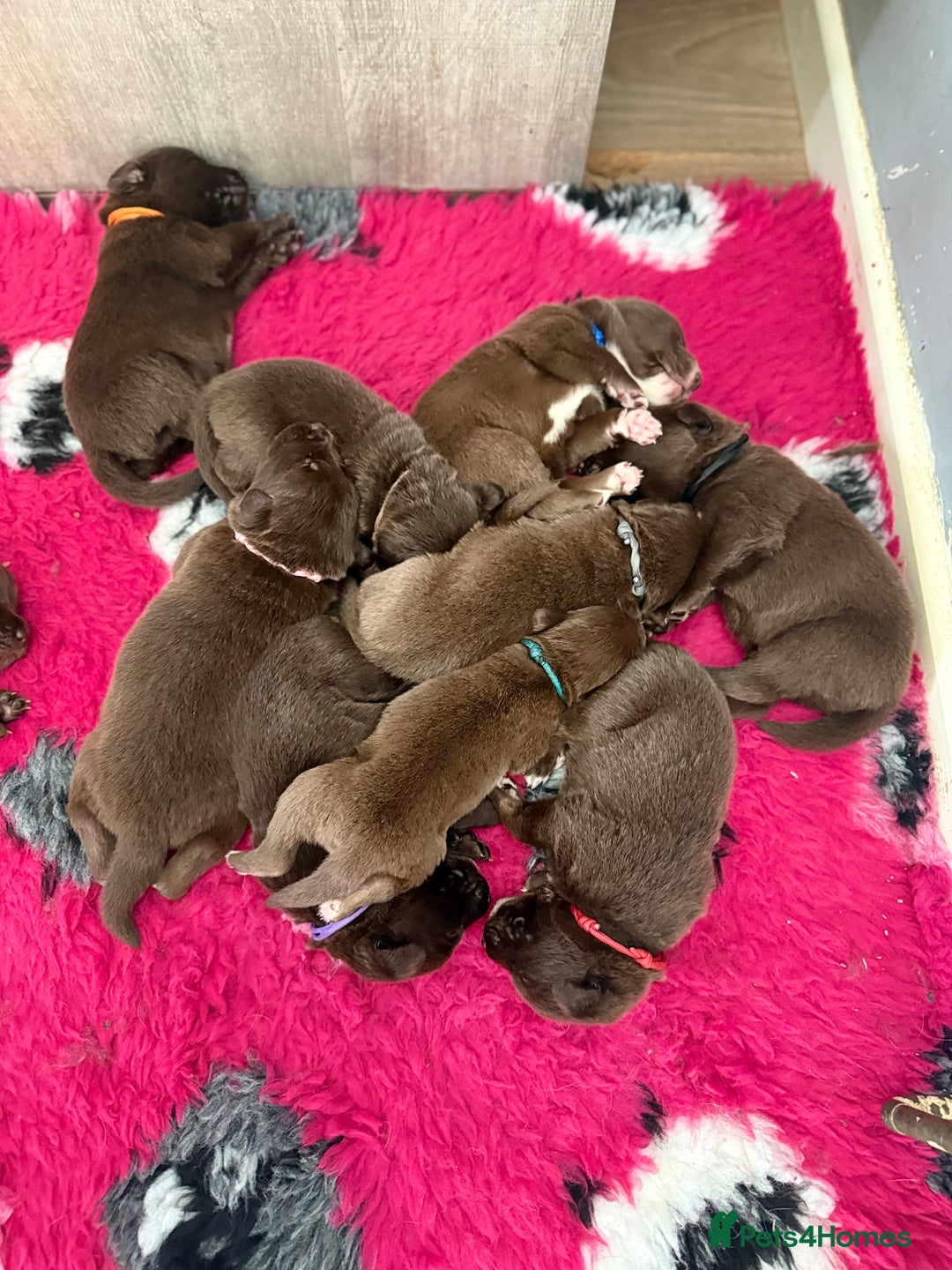 Borador dogs for sale: Gorgeous litter of chocolate Labrador cross pups  - Image 5