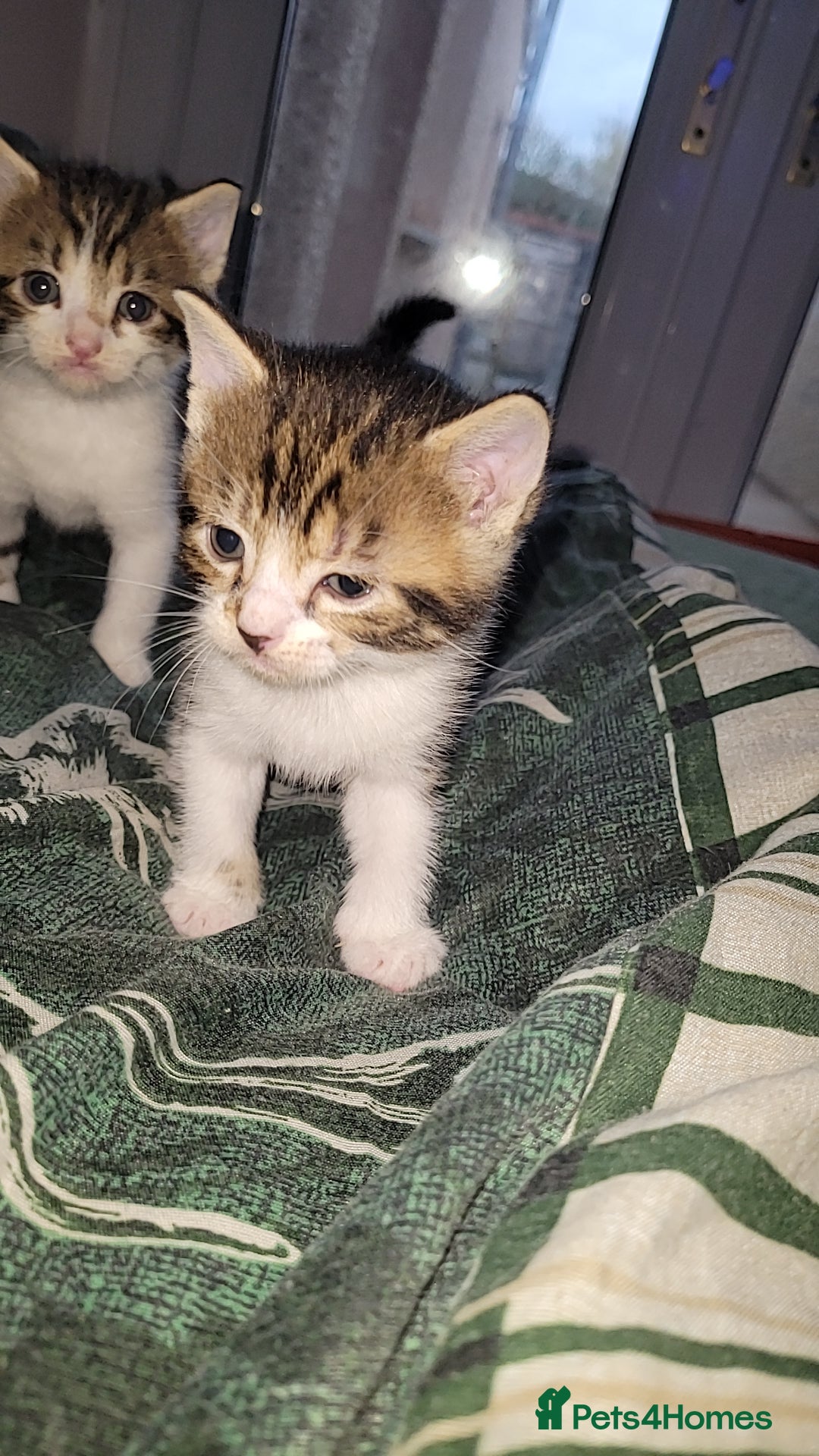 Mixed Breed cats for sale: Beautiful mixed kittens 2 boys 2 girl - Image 10
