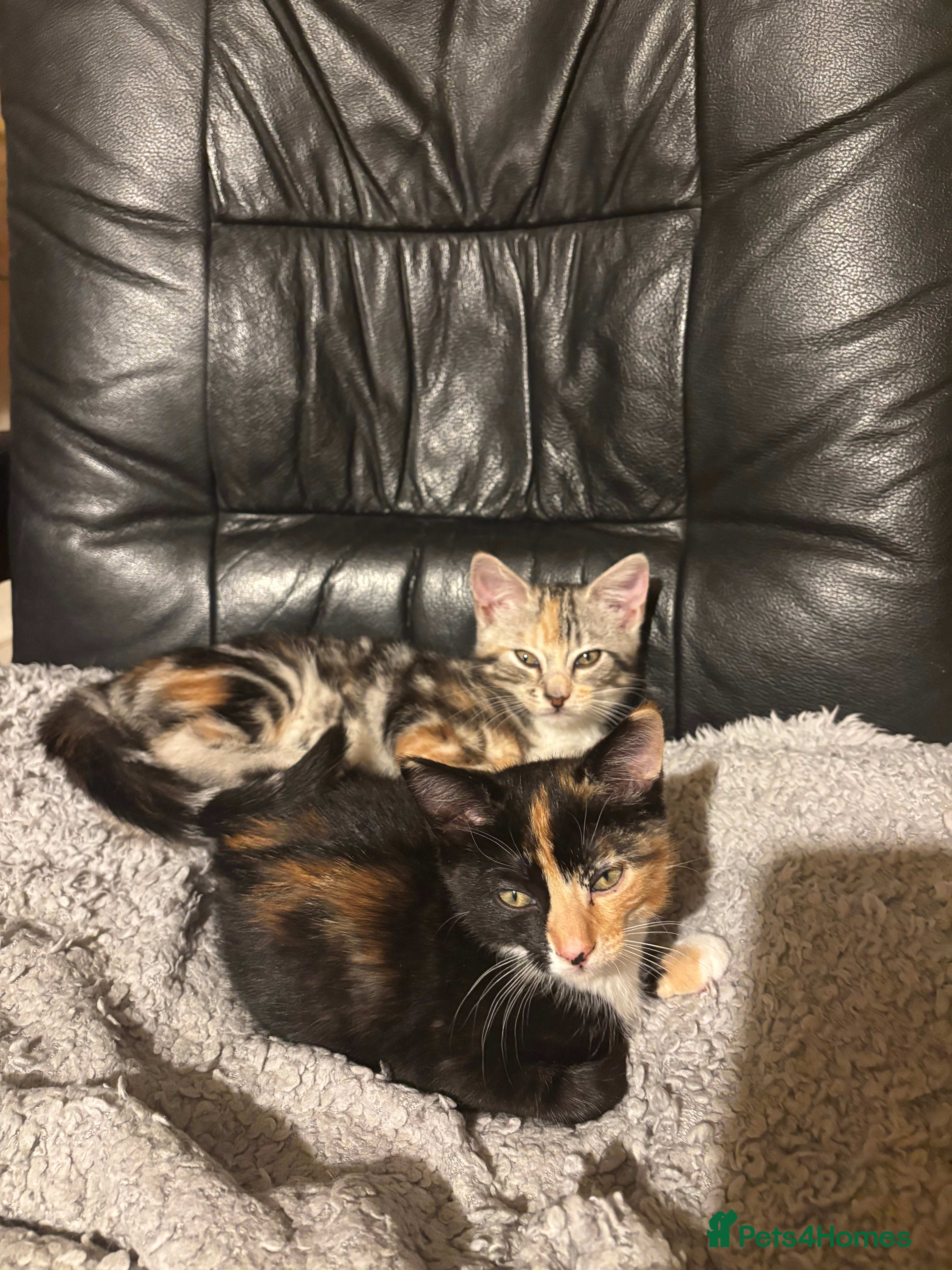 Mixed Breed cats 2 gorgeous female tabby kittens for sale. - Advert 3