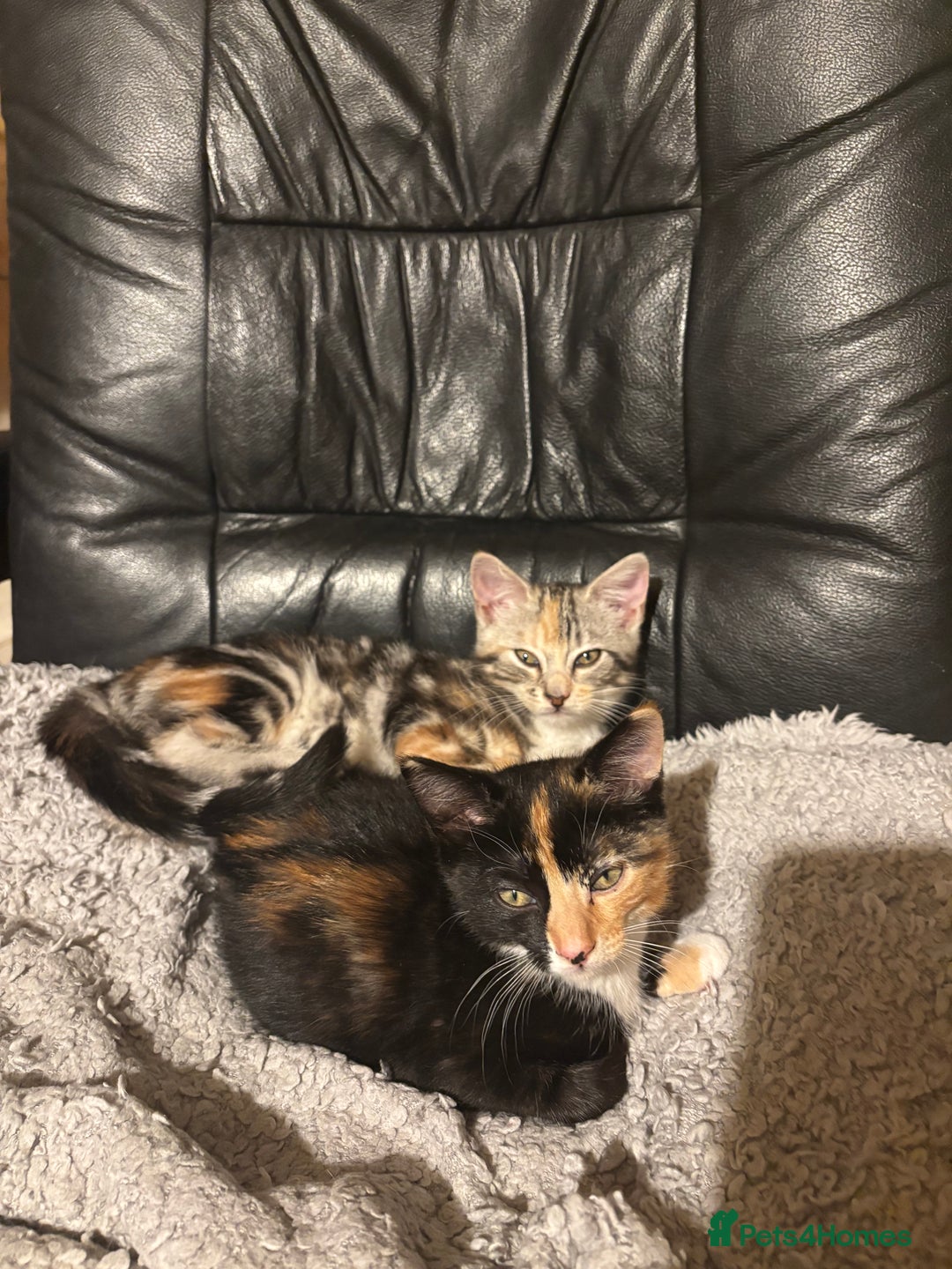 Mixed Breed cats for sale: 2 gorgeous female tabby kittens for sale. - Advert 1