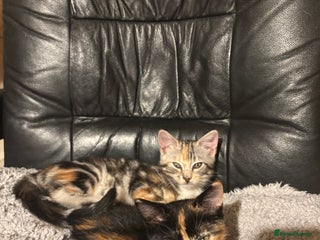 Mixed Breed cats 2 gorgeous female tabby kittens for sale. - Advert 1