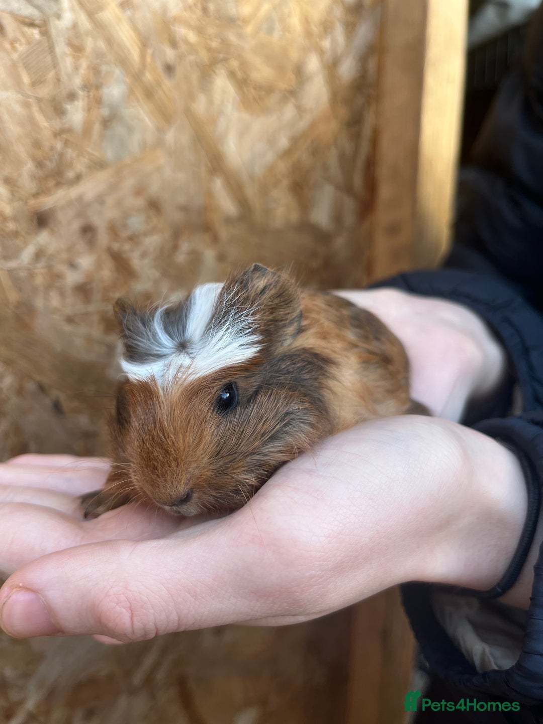 Guinea Pig rodents for sale: Guinea pigs for sale - Advert 3