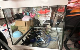 Axolotl reptiles for sale: Baby axolotl for sale - Image 8