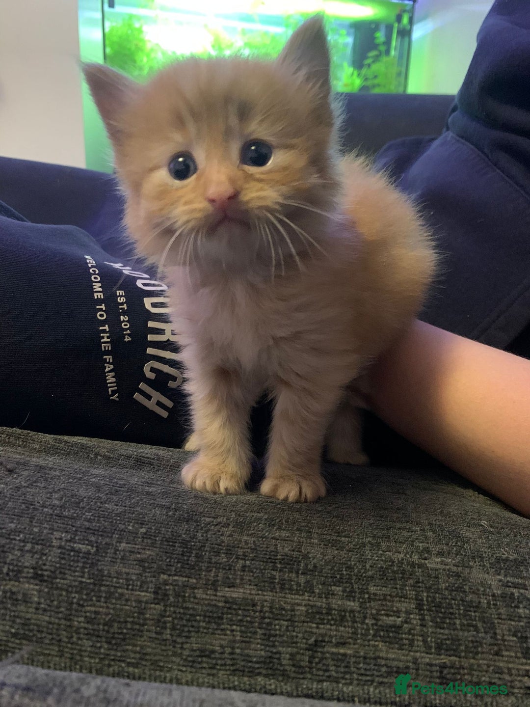 Maine Coon cats for sale: 2 Maine coon cross kittens - Advert 1