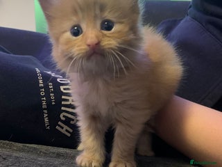 Maine Coon cats 2 Maine coon cross kittens - Advert 1