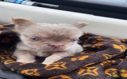 French Bulldog dogs for sale: Last girl left! Visual fluffy Frenchie  - Advert 3