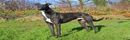 Greyhound dogs for sale: Retired Greyhounds for Rehoming  - Advert 2