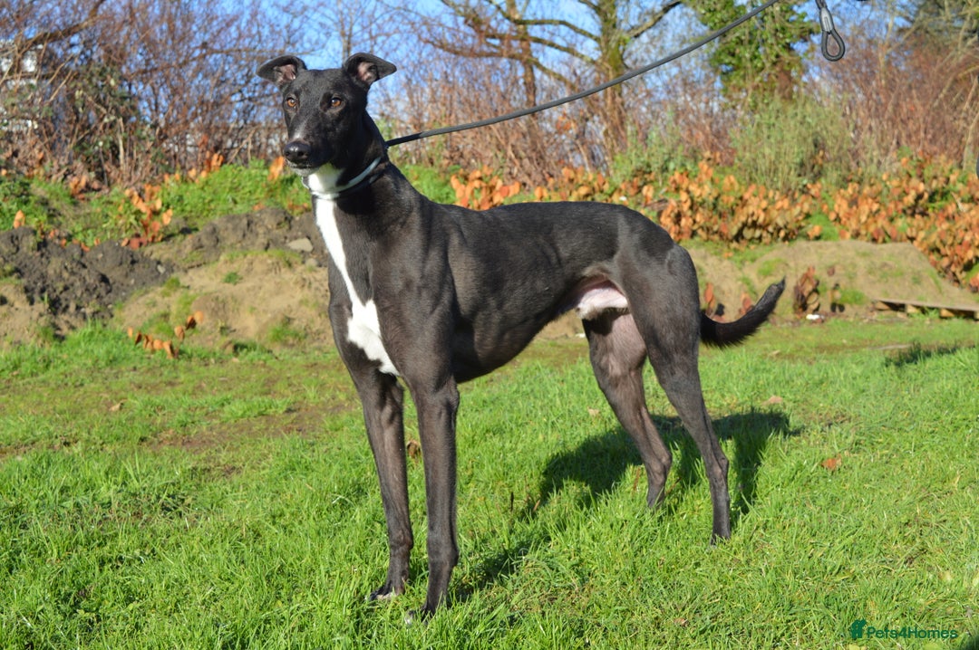 Greyhound dogs for sale: Retired Greyhounds for Rehoming  - Advert 2
