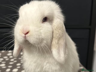 Mini Lop rabbits - Advert 1