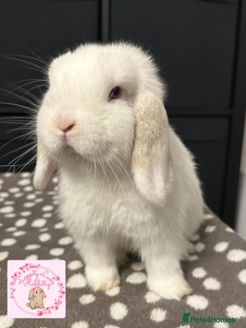 Mini Lop rabbits - Advert 3