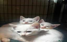 Domestic Shorthair cats for sale: Fluffy All white kittens  - Image 2