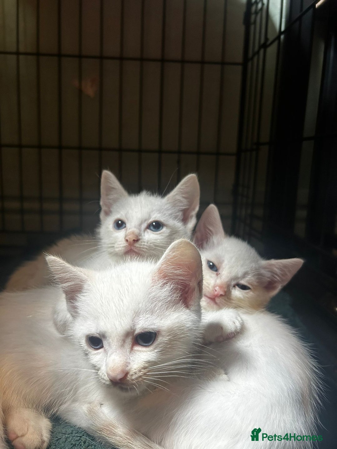 Domestic Shorthair cats for sale: Fluffy All white kittens  - Image 2