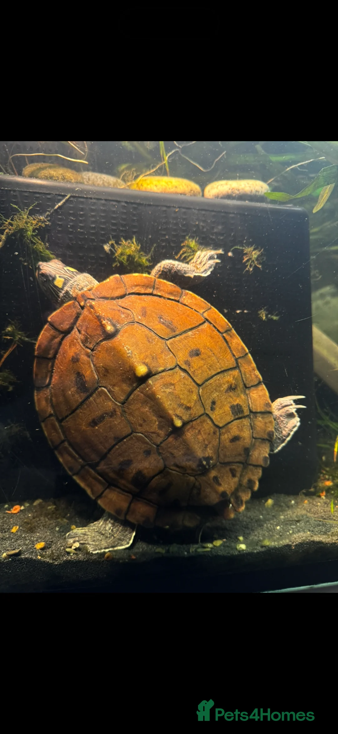 Turtle reptiles for sale: 2 paired map turtles  in Sheffield - Advert 2