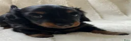 Miniature Dachshund dogs for sale: PICTURE PERFECT little girl  LONG HAIRED  - Advert 5