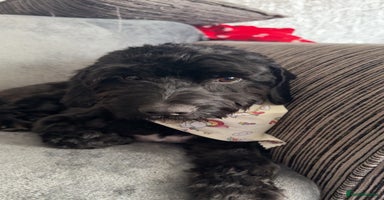 Mixed Breed dogs - Advert 4