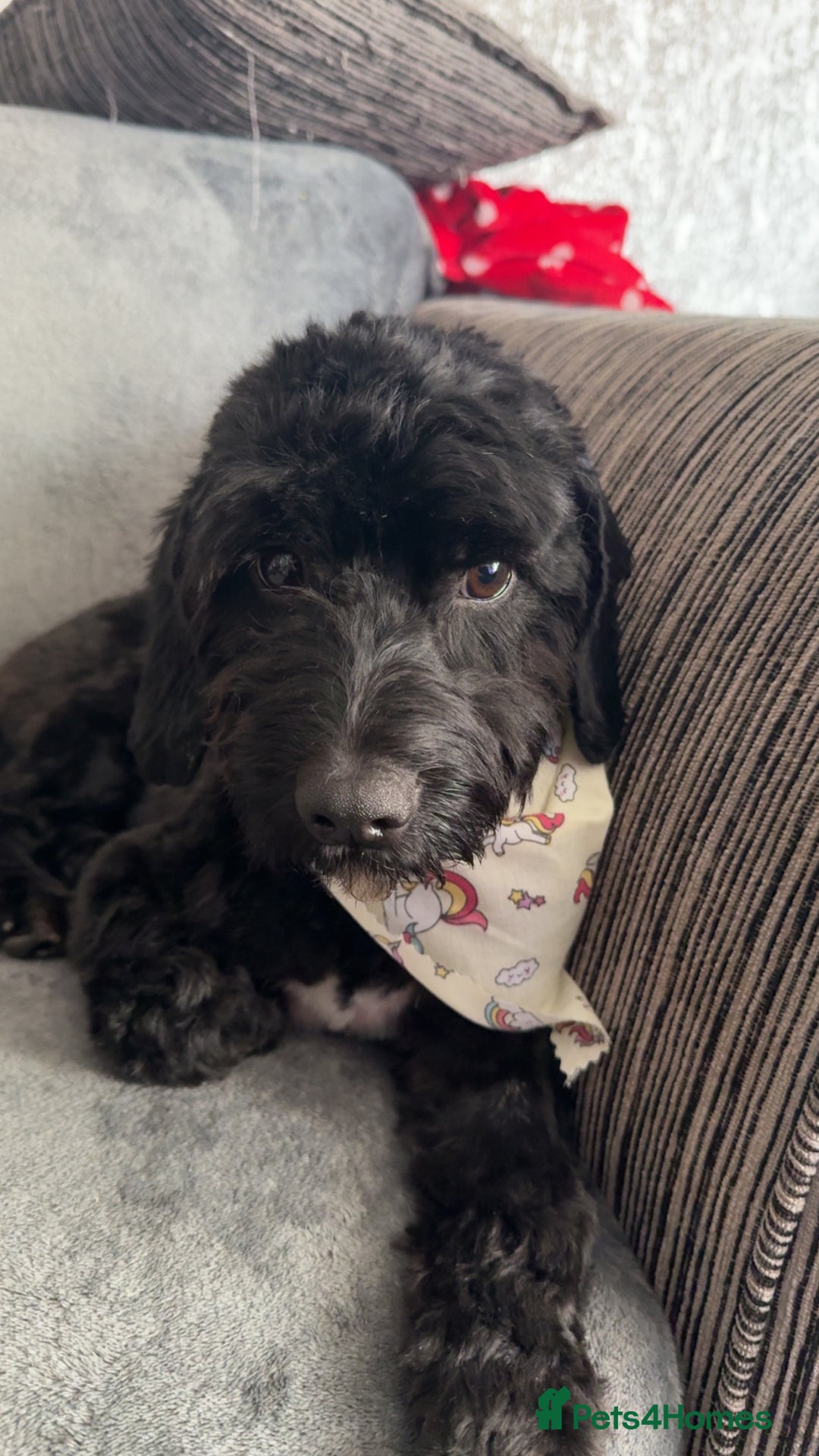 Mixed Breed dogs for sale: Mum and daughter to rehome - Image 2