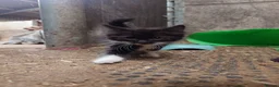 Mixed Breed cats for sale: Super Fluffy Farm Kittens  - Advert 5