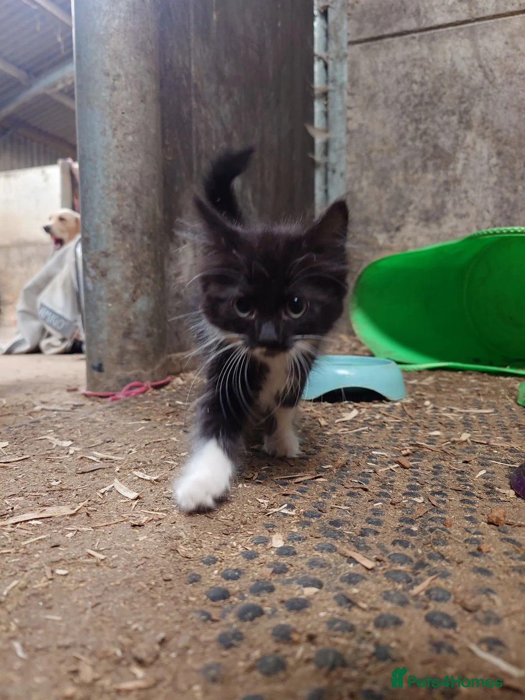 Mixed Breed cats for sale: Super Fluffy Farm Kittens  - Advert 5