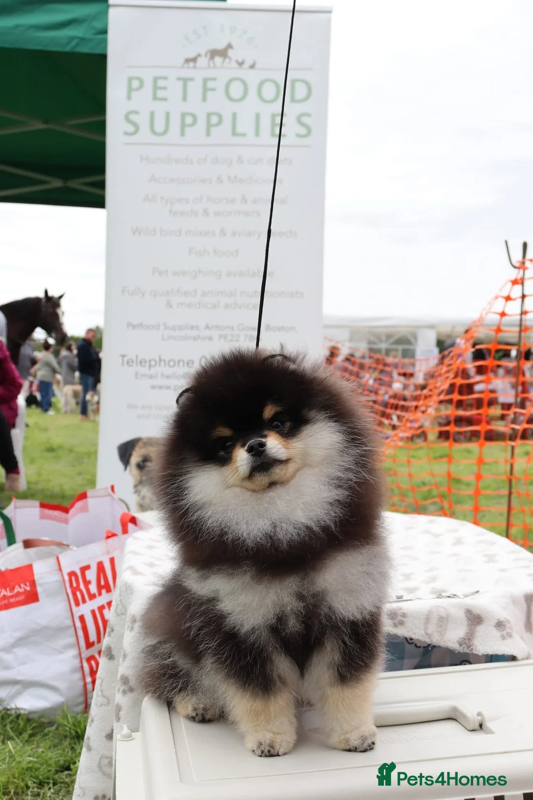 Pomeranian dogs for stud: KC Registered Pomeranian for stud  - Advert 10